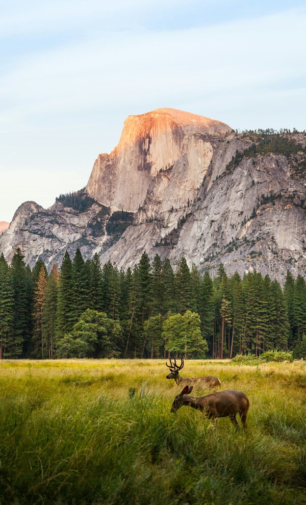 Quels sont les meilleurs sentiers pour une randonnée dans le parc national de Yosemite en Californie?